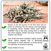 Radhikas Fine Teas Quiet Moment China Silver Needle White Leaf | Pack of 50 gm