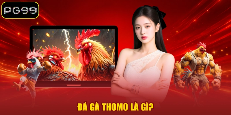 Đá gà Thomo là gì?